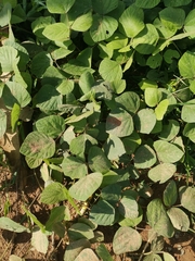 Calopogonium caeruleum