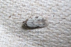 Taygete attributella