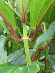 Miconia robinsoniana