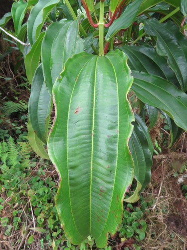 Image of Miconia robinsoniana by (c) Juan Carlos Caicedo Hernández, some rights reserved (CC BY)