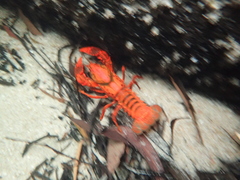 Euastacus australasiensis