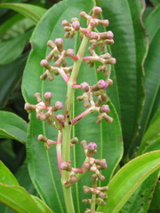 Miconia robinsoniana