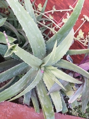 Aloe vera