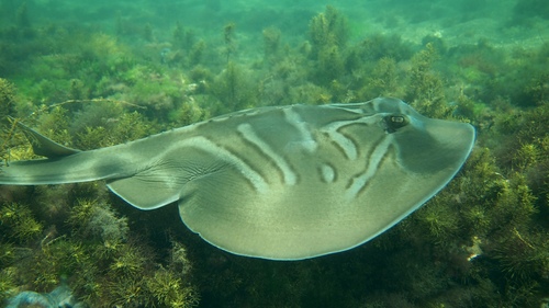 Trygonorrhina dumerilii