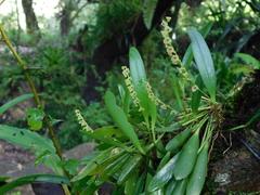 Stelis martinezii