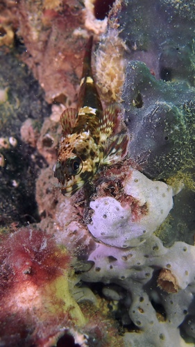 Bovichtus angustifrons