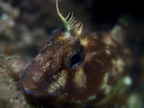 Parablennius tasmanianus