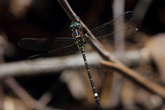 Eusynthemis brevistyla