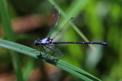 Austroargiolestes calcaris