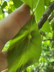 Phylloxera devastatrix