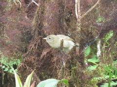 Certhidea fusca