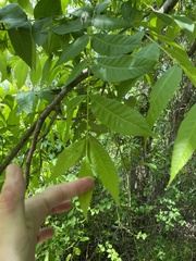Phylloxera devastatrix