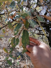 Quercus deserticola