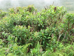 Miconia robinsoniana