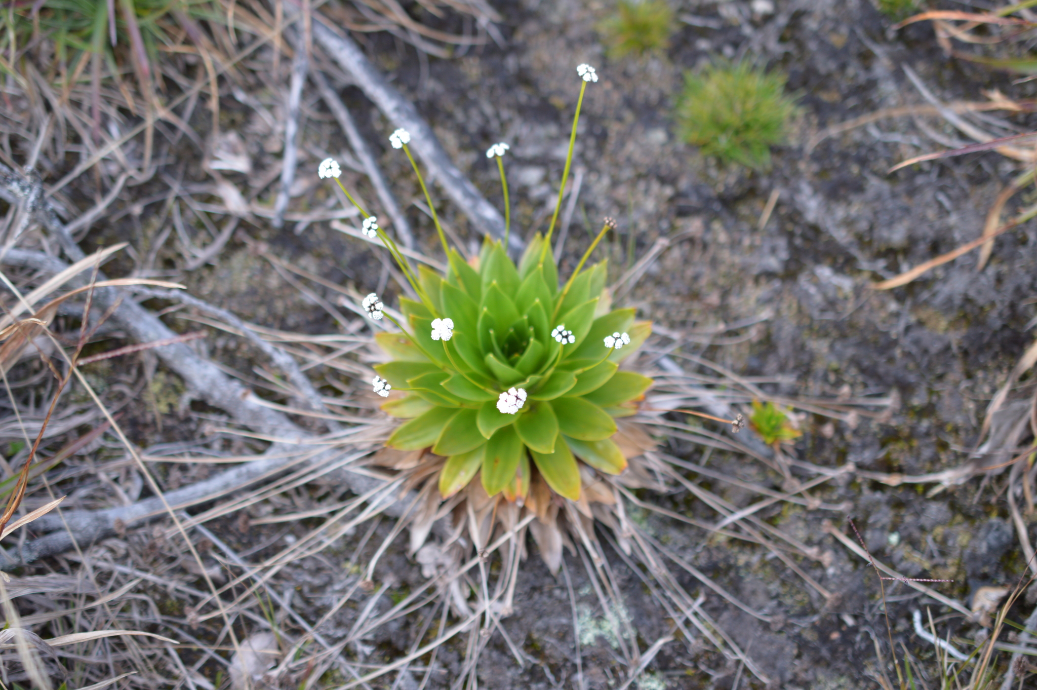 Paepalanthus image