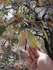 Quercus deserticola