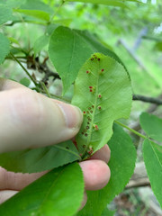 Caryomyia striolata