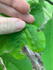 Caryomyia striolata