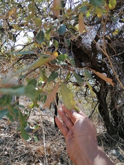 Quercus deserticola