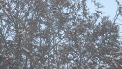 Junco hyemalis image