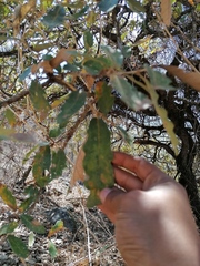 Quercus deserticola