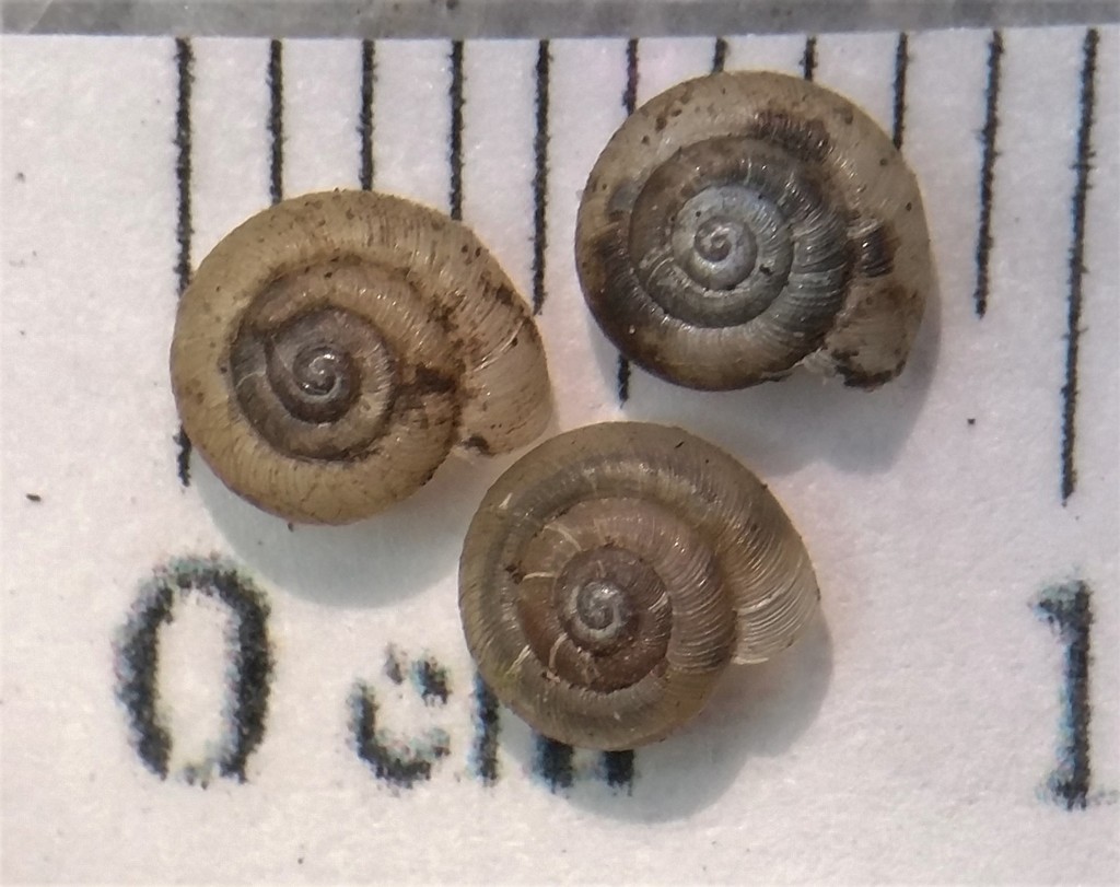 Striate Gloss Snail