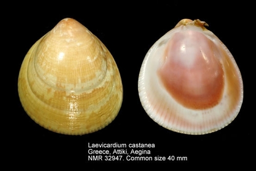 Norwegian Egg Cockle