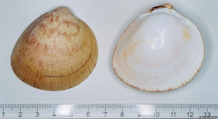 Norwegian Egg Cockle, photo 1 of 10