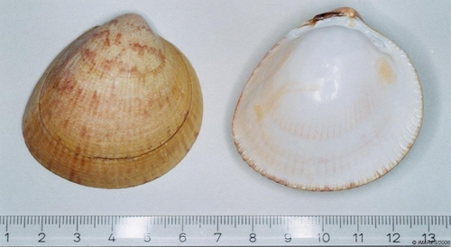 Representative image of Laevicardium crassum