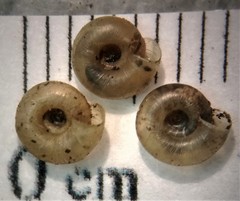 Zonitoides lateumbilicatus