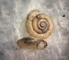 Zonitoides lateumbilicatus