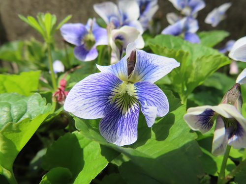 Viola communis, photograph 4