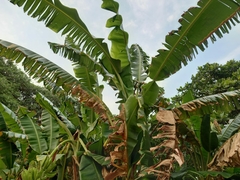 Musa