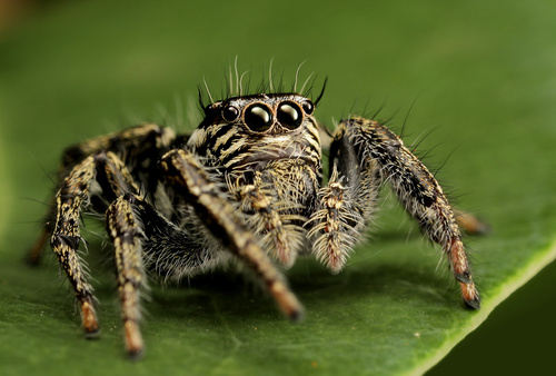 Hyllus argyrotoxus