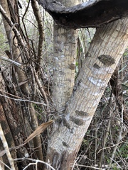 Havardia albicans