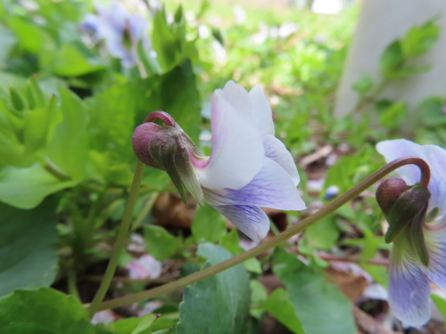 Viola communis, photograph 5