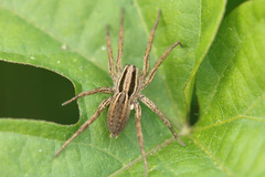 Hogna bivittata