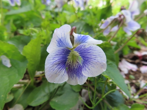 Viola communis, photograph 6