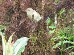 Certhidea fusca