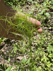 Coriandreae