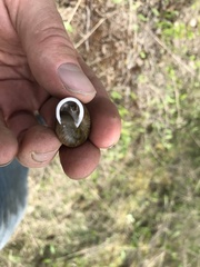 Allogona ptychophora