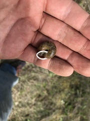 Allogona ptychophora