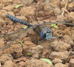 Rhionaeschna galapagoensis