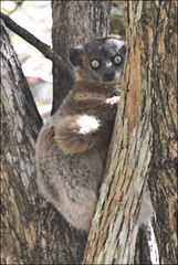Lepilemur hubbardorum