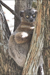 Lepilemur hubbardorum
