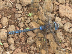 Rhionaeschna galapagoensis