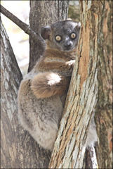 Lepilemur hubbardorum
