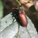 Cedar Beetle - Photo (c) Jeffrey G. Cramer, some rights reserved (CC BY-NC), uploaded by Jeffrey G. Cramer