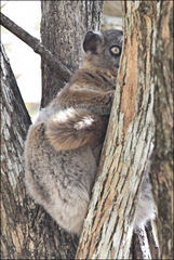 Lepilemur hubbardorum