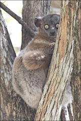 Lepilemur hubbardorum